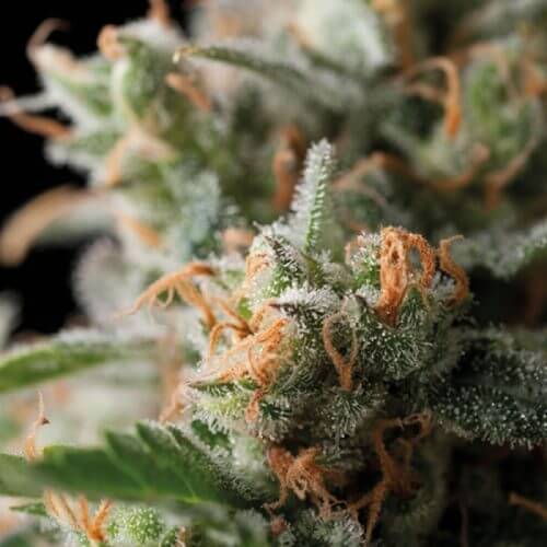 Jack Herer