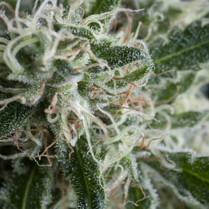 Jack Herer Auto