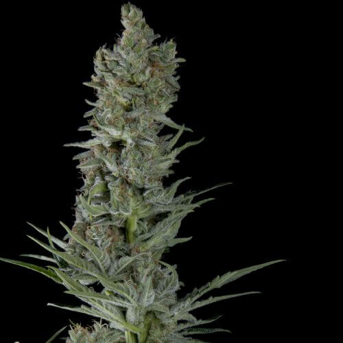 White Widow Auto strain Effects