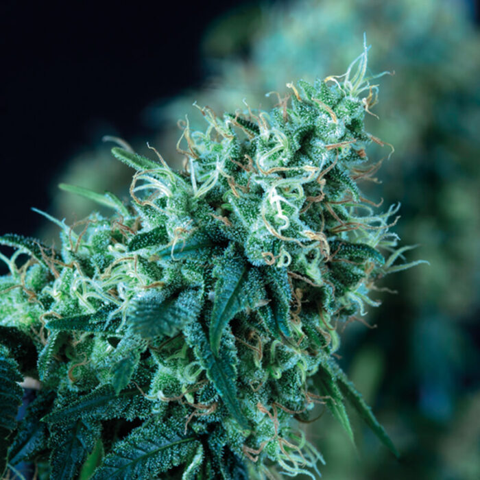 Black Domina Fast