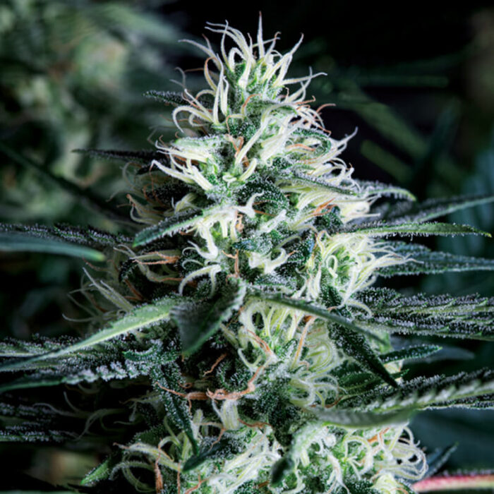 White Widow TR Fast