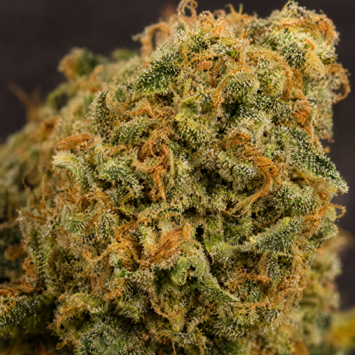 Cogollo de 69.G - Trikoma Seeds