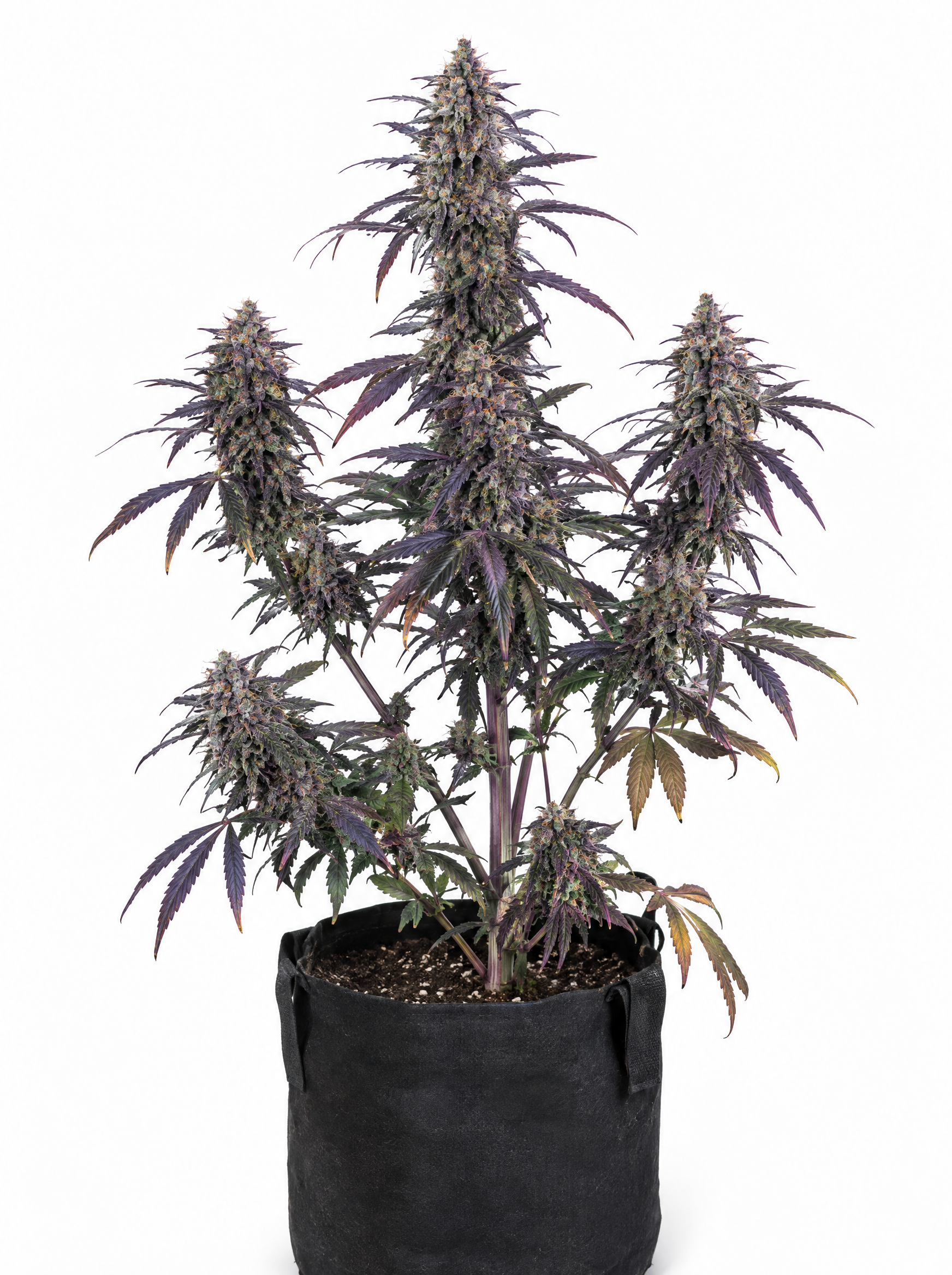 Blueberry Auto - Imagem 2