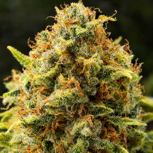 Cogollo de Critical Plus - Trikoma Seeds