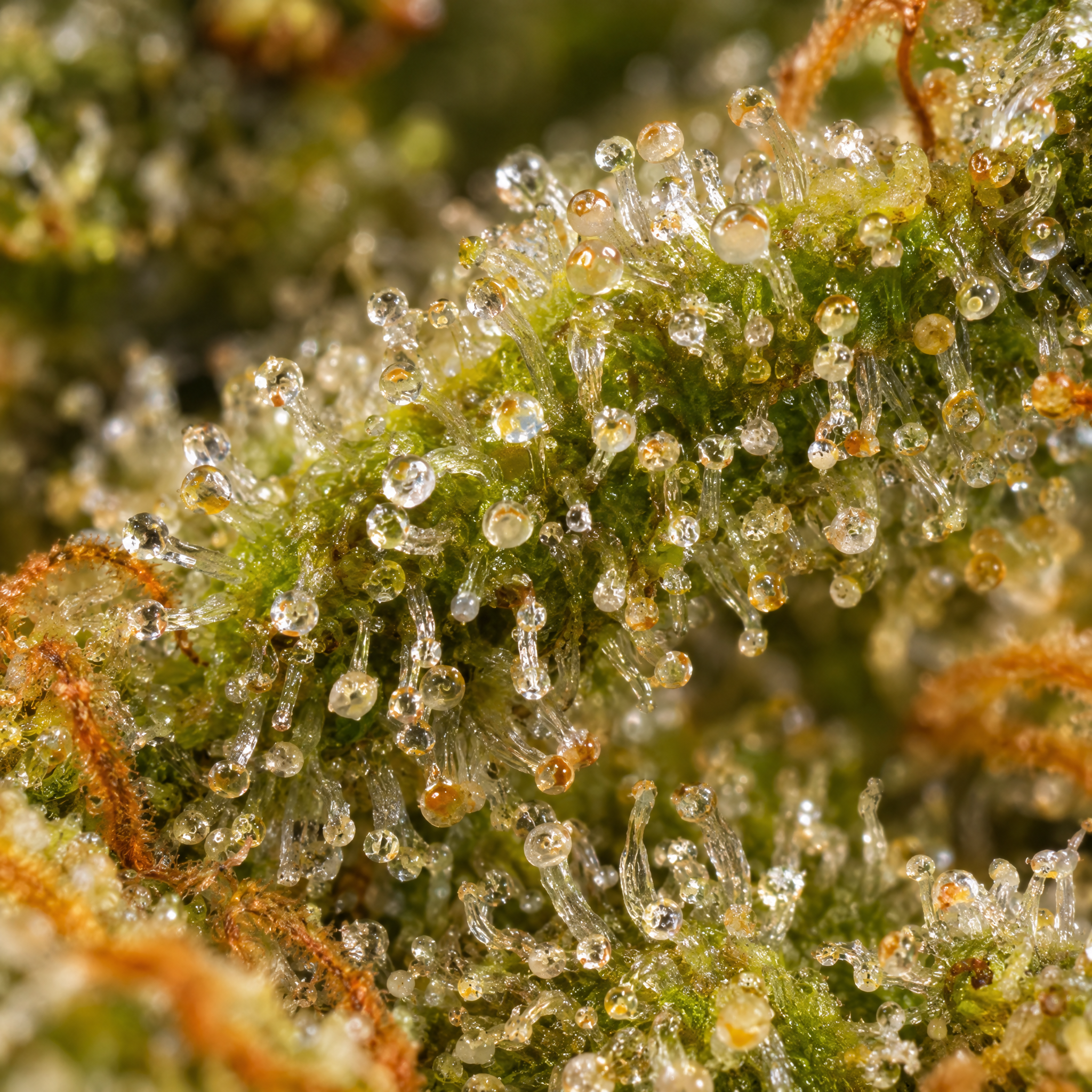 Critical Plus Fast - immagine 3