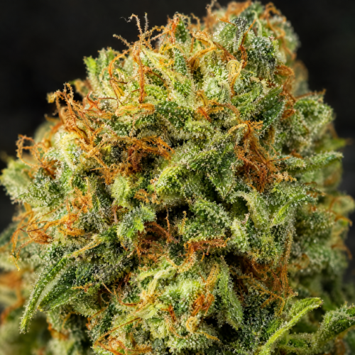 Jack Herer Auto cogollo resinoso macro
