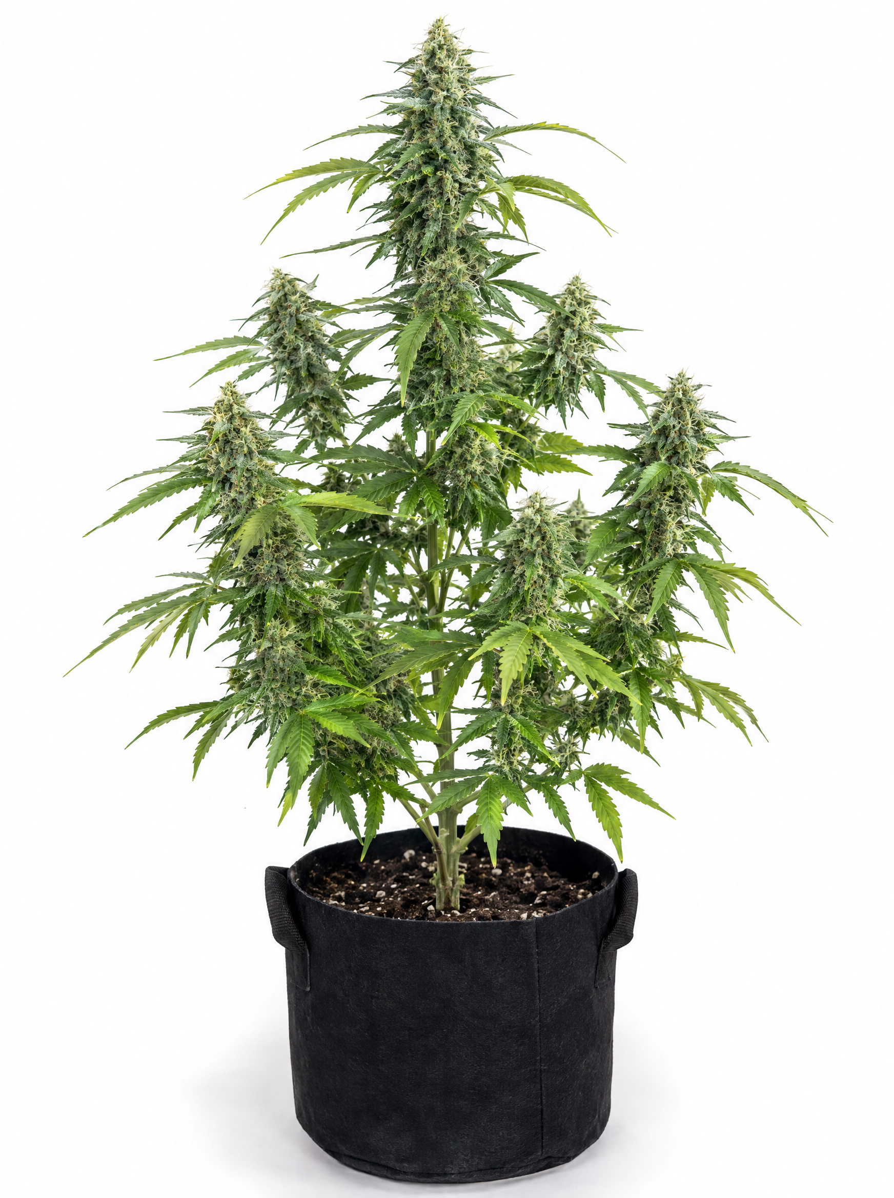Jack Herer Auto - Image 2