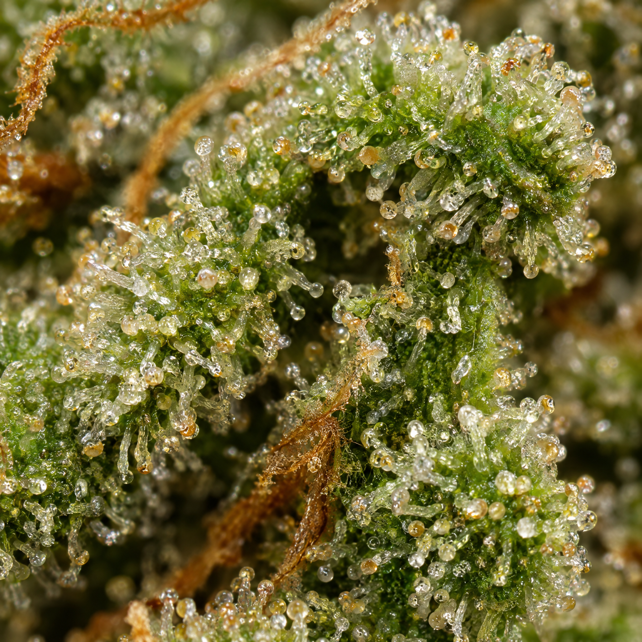 Jack Herer Auto - Image 3