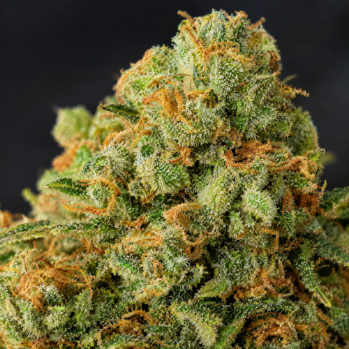 Jack Herer cogollo resinoso macro