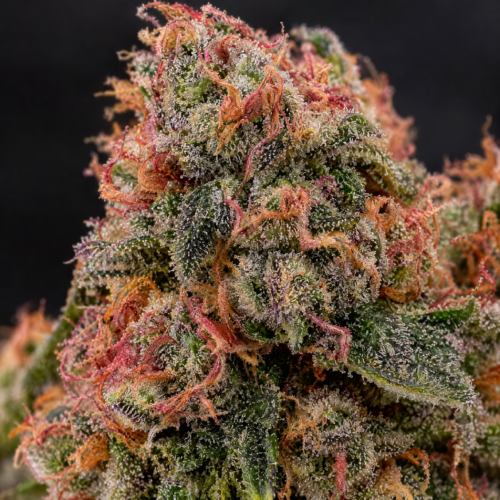 Cogollo de Malquerida - Trikoma Seeds