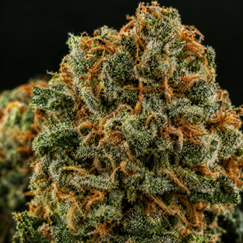 Nicole OG Kush cogollo resinoso macro
