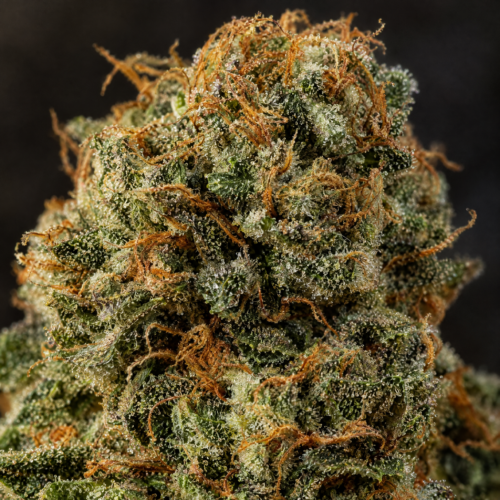OG Double Kush cogollo resinoso macro