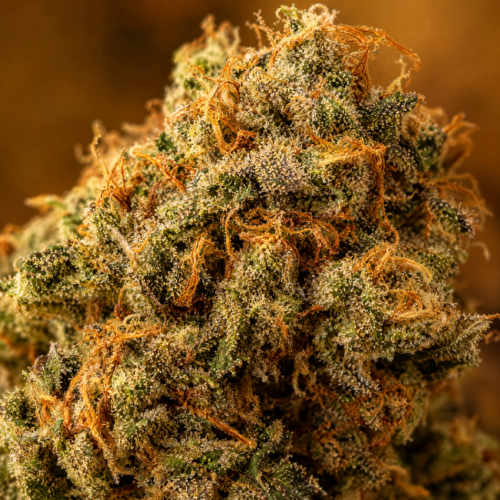 Cogollo de Patagonia - Trikoma Seeds