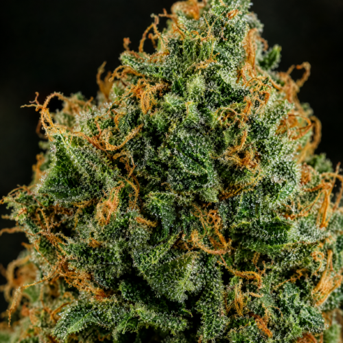 Cogollo de Satan's Bride - Trikoma Seeds