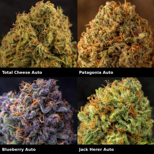 Super Mix Auto: Total Cheese Auto, Patagonia Auto, Blueberry Auto, Jack Herer Auto