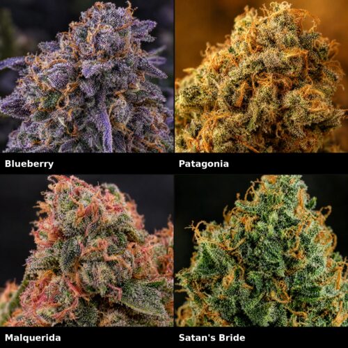 Super Mix Indica: Blueberry, Patagonia, Malquerida, Satan's Bride