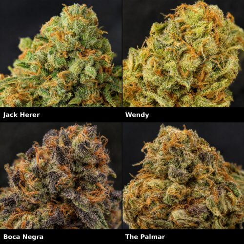 Super Mix Sativa: Jack Herer, Wendy, Boca Negra, The Palmar