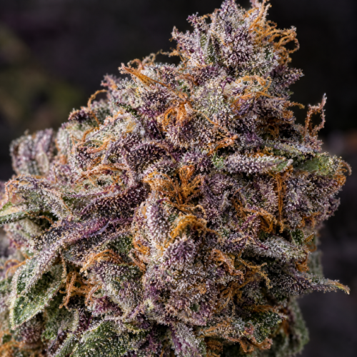 Sweet Madness CBD cogollo resinoso macro