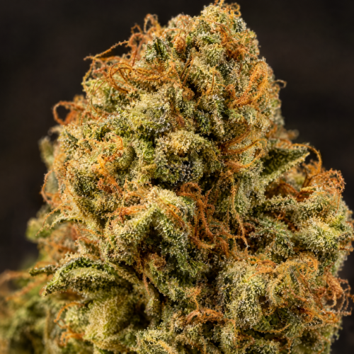Cogollo de Total Cheese - Trikoma Seeds