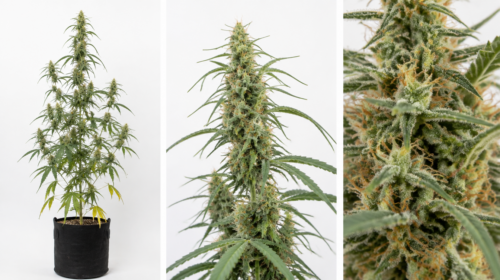 Jack Herer de Trikoma Seeds: planta completa, cogollo y macro de tricomas