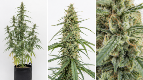 Wendy de Trikoma Seeds: planta completa, cogollo y macro de tricomas