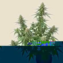 Ak 74 Auto - Image 2