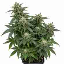 Al Tiro Auto — planta entera — Trikoma Seeds