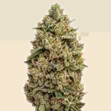 Trikoma northern-lights-auto cogollo