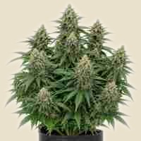 Northern Lights Auto - Image 2