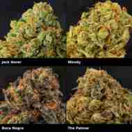 Super Mix Sativa