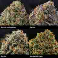 Super Mix USA Strains