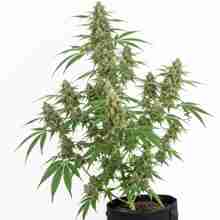 The Palmar — planta entera — Trikoma Seeds