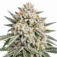 White Widow CBD