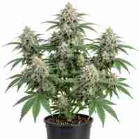 White Widow CBD – Bild 2
