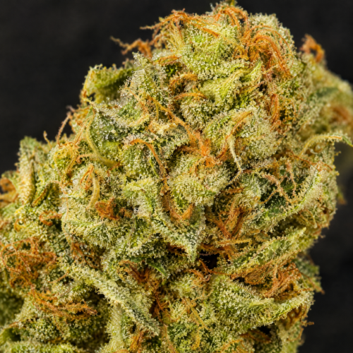 Cogollo de Wendy - Trikoma Seeds