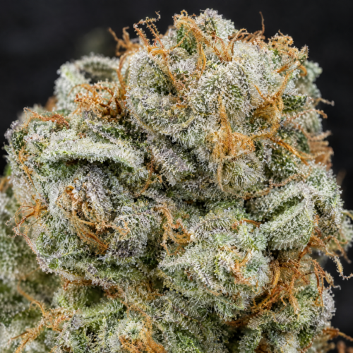 White Widow Auto cogollo resinoso macro