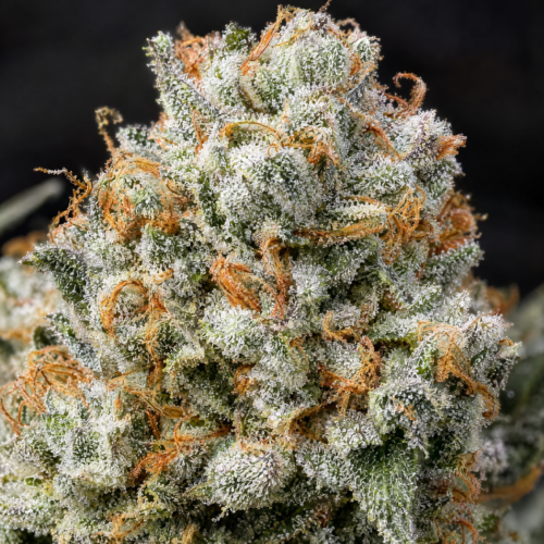 Cogollo de White Widow CBD - Trikoma Seeds