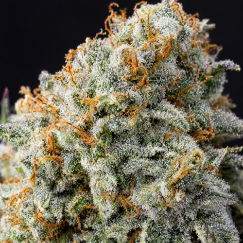 Cogollo de White Widow - Trikoma Seeds