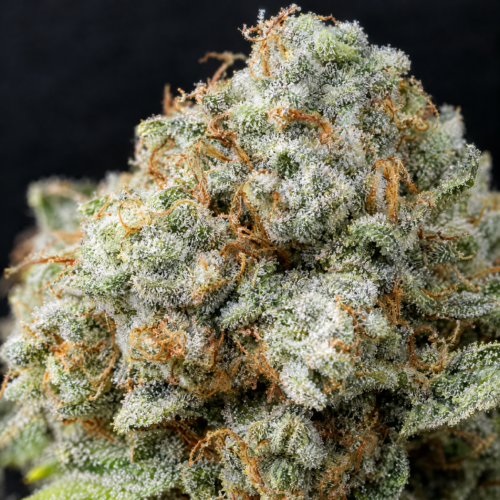 White Widow Fast cogollo resinoso macro