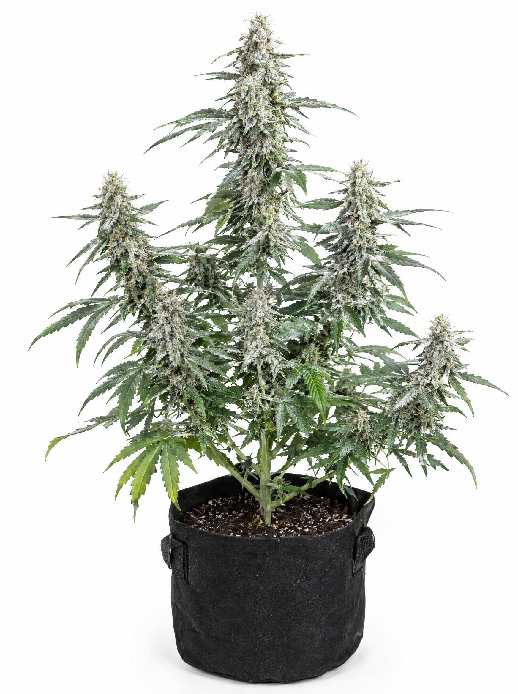 White Widow Fast — изображение 2