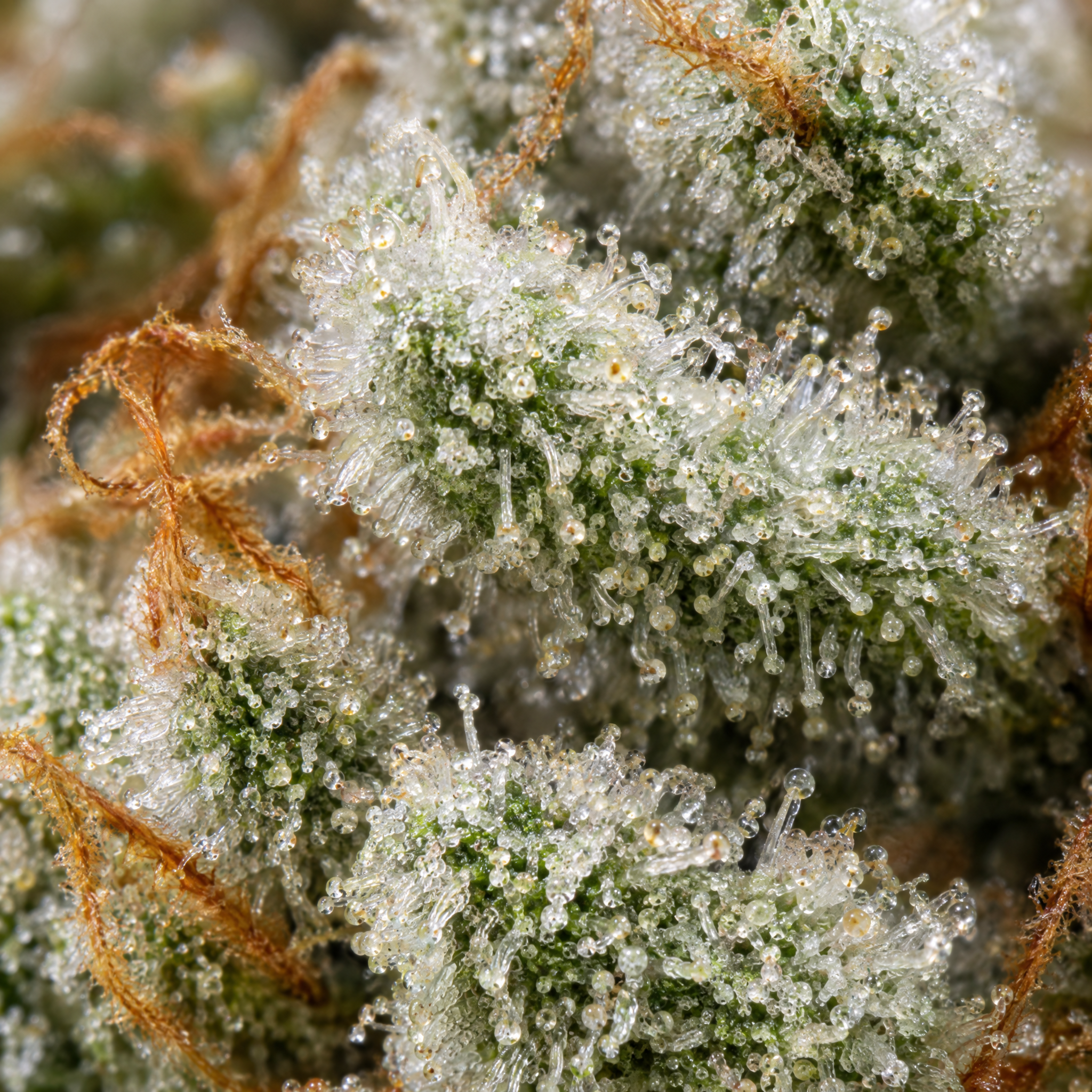 White Widow Fast — изображение 3
