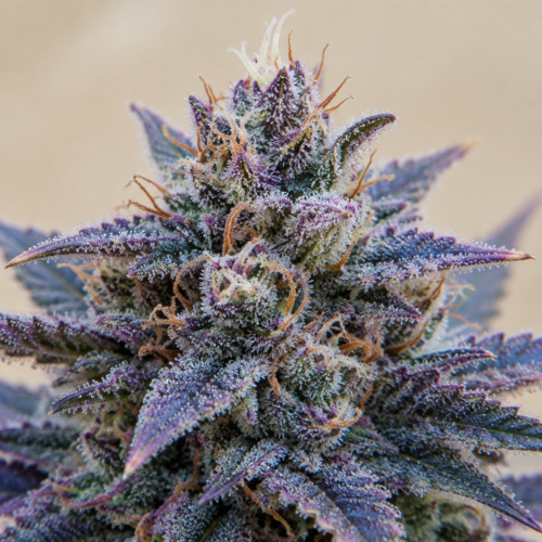 Punta de cogollo de Blueberry - Trikoma Seeds