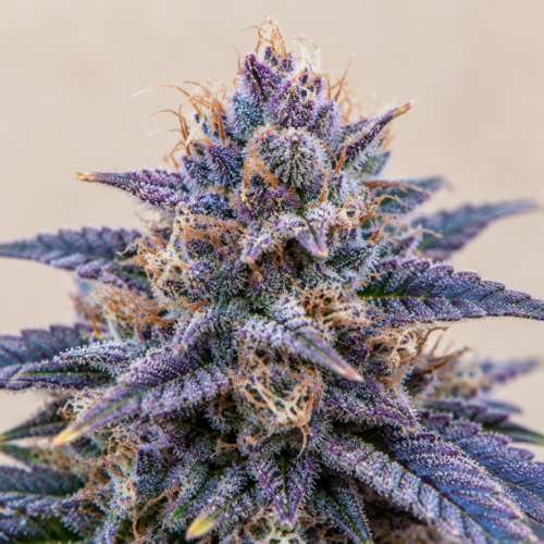 Punta de cogollo de Blueberry Auto - Trikoma Seeds