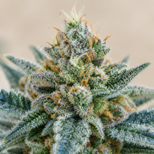 Punta de cogollo de Critical Plus - Trikoma Seeds