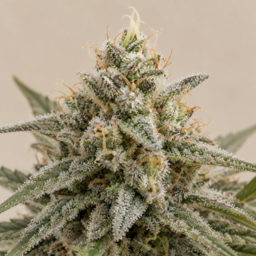 Punta de cogollo de Gorilla - Trikoma Seeds