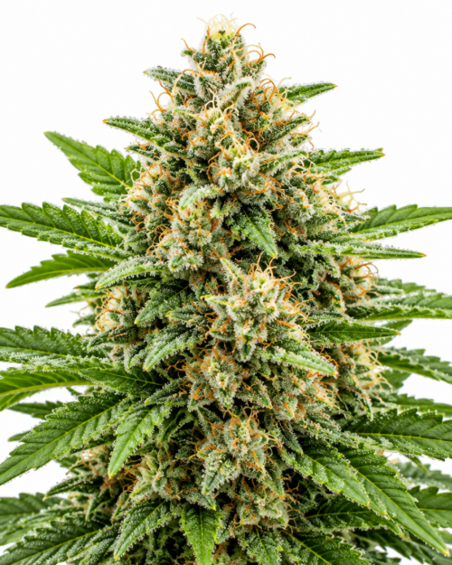 Cogollo fresco de Sweet Madness Auto