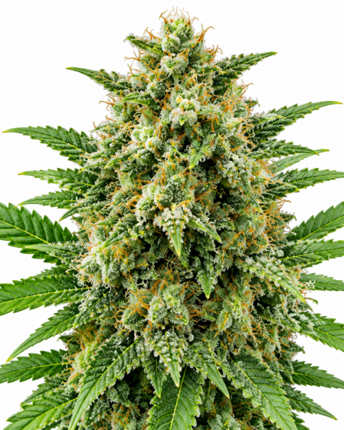 Cogollo fresco de Nicole OG Kush