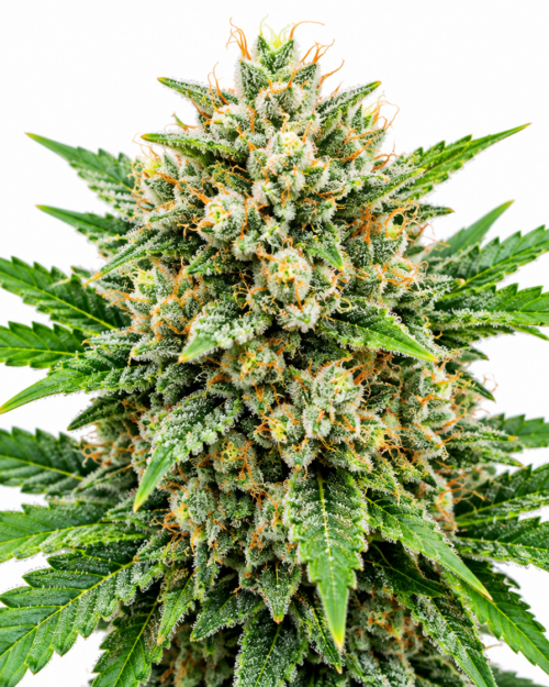Cogollo fresco de Black Domina Fast