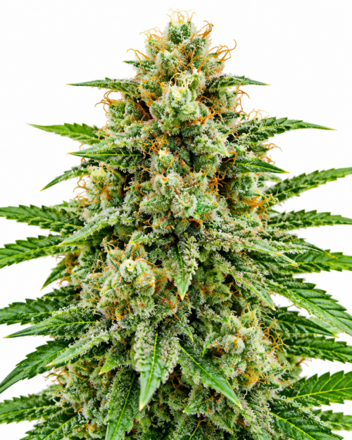 Cogollo fresco de Sweet Madness CBD