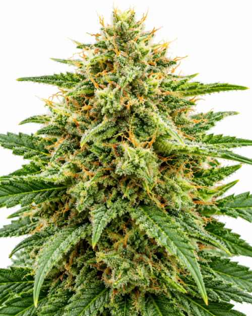Cogollo fresco de White Widow CBD